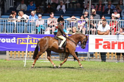 Show Hunter Pony Championship