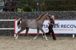 Junior Gelding Championships