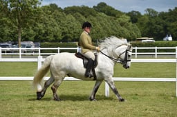 CLH39 Ridden Dales Fell Highland