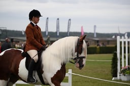 169 Gypsy Cob Mares