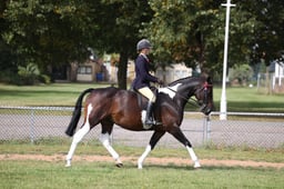 122B Ridden Coloured Non Native Pony