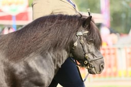 E34_0025 2026