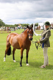 58 SEIB YHL Plaited Pony In Hand