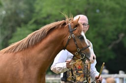 H68 Welsh B 2-3 yr Colt