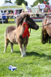 Miniature Shetland Championships