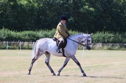 62 LARGE RIDING HORSE