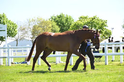 S19_7935 2026