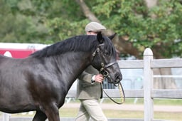 49 New Forest 4yrs & Over