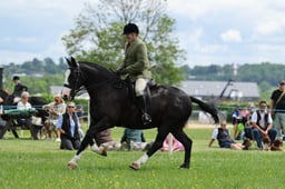 H36_8069 2026
