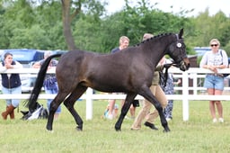 Z43_6511 2026