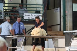 Wool Handling Competition