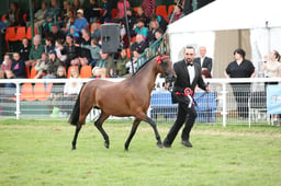 06 Riding Pony Mare Championship