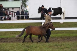 Rescue Equine In Hand