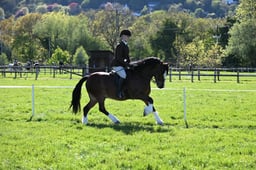 113 M&M Mixed Breeds