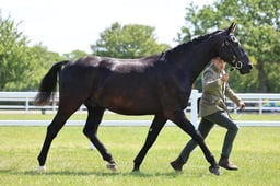 H128 In Hand Sport Horse 2-3yrs
