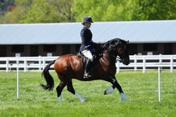 06 HOYS Ridden M&M Welsh C