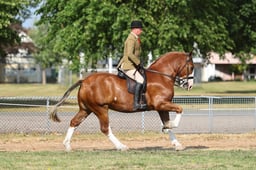 H65_0503 2026