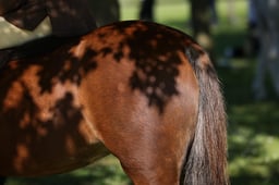 E19_6457 2026