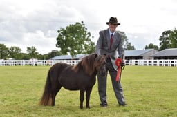 CLH35 Miniature Shetland 1,2,3 years old