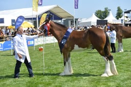 Overall Clydesdale Championship