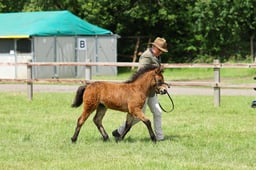 H53 Dartmoor Mare