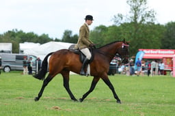 H36_8311 2026