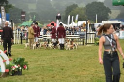 Hounds Display